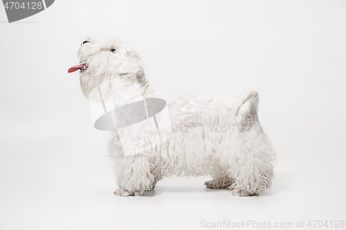 Image of West Highland White Terrier sitting against white background