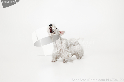 Image of West Highland White Terrier sitting against white background