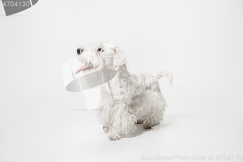 Image of West Highland White Terrier sitting against white background