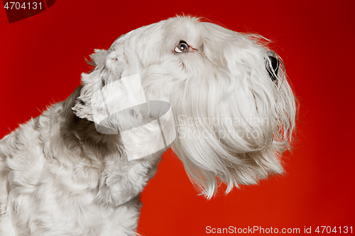 Image of West Highland White Terrier sitting against white background