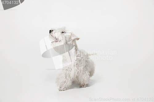 Image of West Highland White Terrier sitting against white background