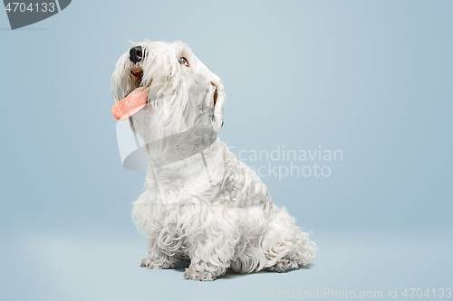 Image of West Highland White Terrier sitting against white background