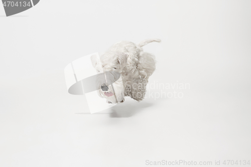 Image of West Highland White Terrier sitting against white background