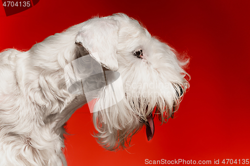 Image of West Highland White Terrier sitting against white background