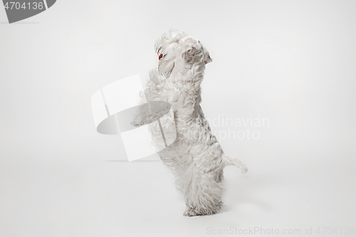 Image of West Highland White Terrier sitting against white background