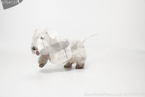 Image of West Highland White Terrier sitting against white background