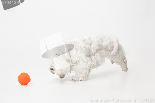 Image of West Highland White Terrier sitting against white background