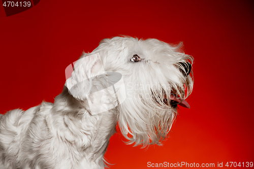 Image of West Highland White Terrier sitting against white background