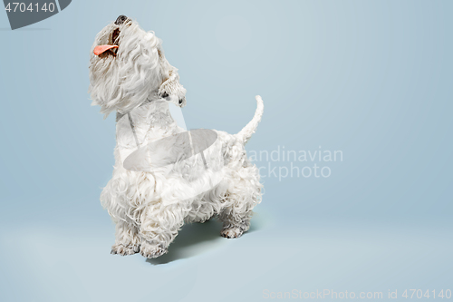 Image of West Highland White Terrier sitting against white background