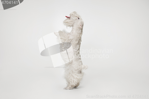 Image of West Highland White Terrier sitting against white background