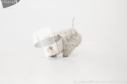 Image of West Highland White Terrier sitting against white background