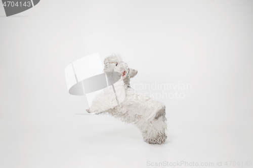 Image of West Highland White Terrier sitting against white background