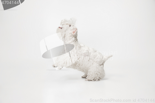 Image of West Highland White Terrier sitting against white background