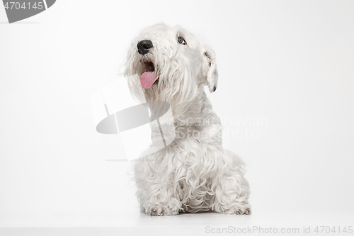 Image of West Highland White Terrier sitting against white background