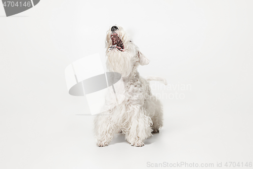 Image of West Highland White Terrier sitting against white background