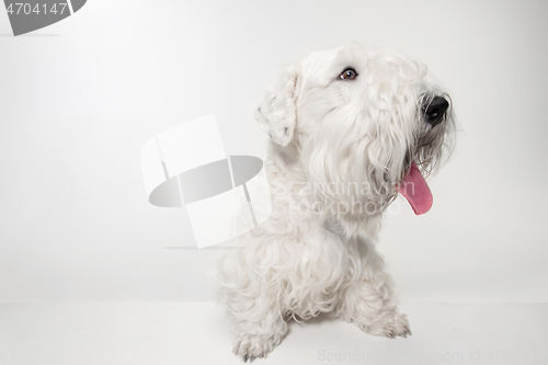 Image of West Highland White Terrier sitting against white background