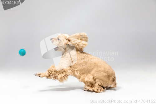 Image of Studio shot of american spaniel playing