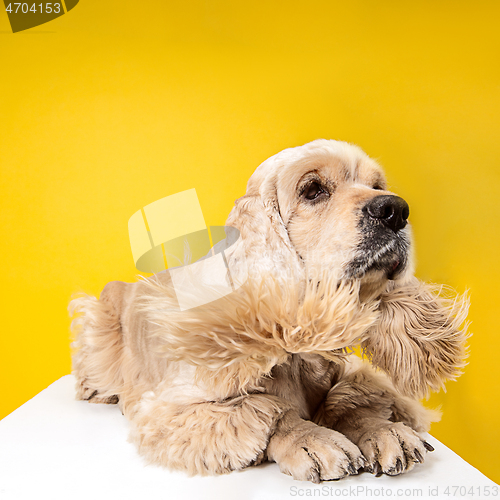 Image of Studio shot of american spaniel playing