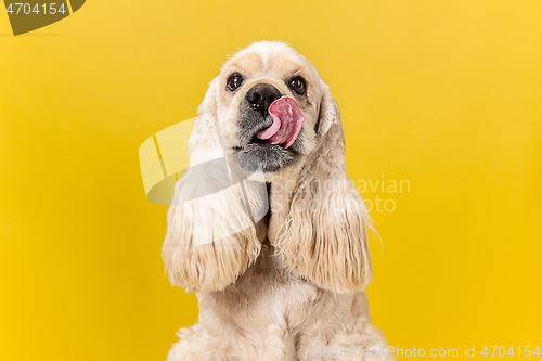 Image of Studio shot of american spaniel playing