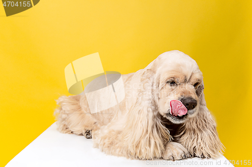 Image of Studio shot of american spaniel playing