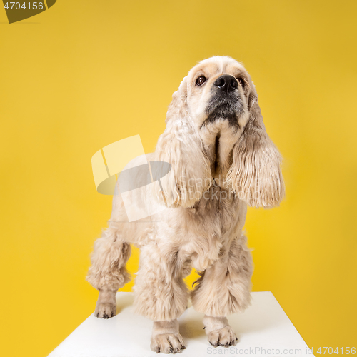 Image of Studio shot of american spaniel playing