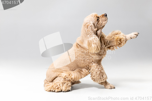 Image of Studio shot of american spaniel playing