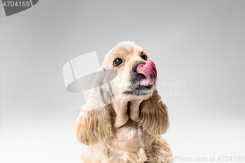 Image of Studio shot of american spaniel playing