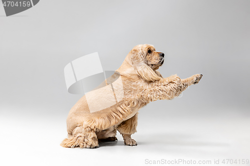 Image of Studio shot of american spaniel playing