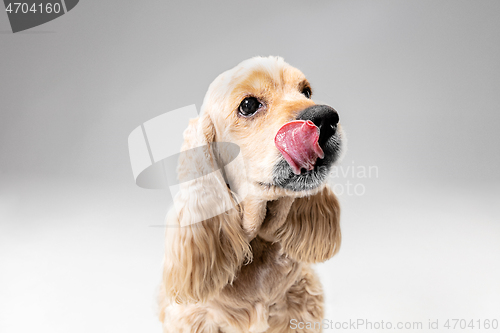 Image of Studio shot of american spaniel playing