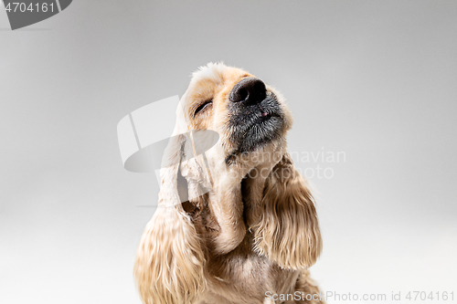 Image of Studio shot of american spaniel playing