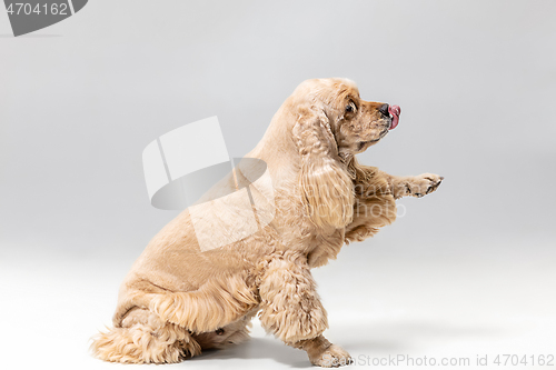 Image of Studio shot of american spaniel playing