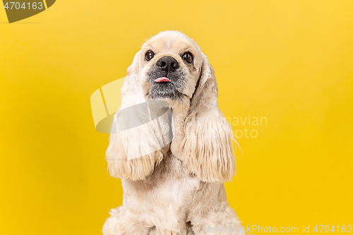 Image of Studio shot of american spaniel playing