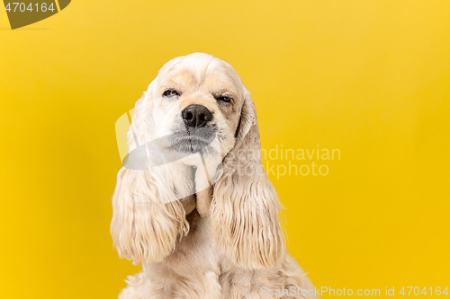 Image of Studio shot of american spaniel playing