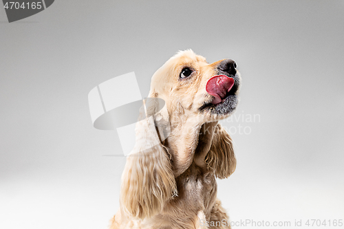 Image of Studio shot of american spaniel playing