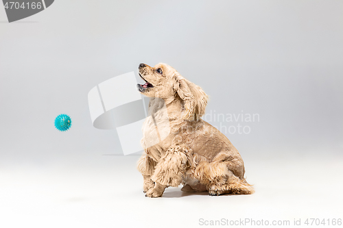 Image of Studio shot of american spaniel playing