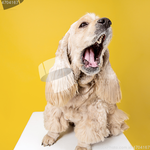 Image of Studio shot of american spaniel playing