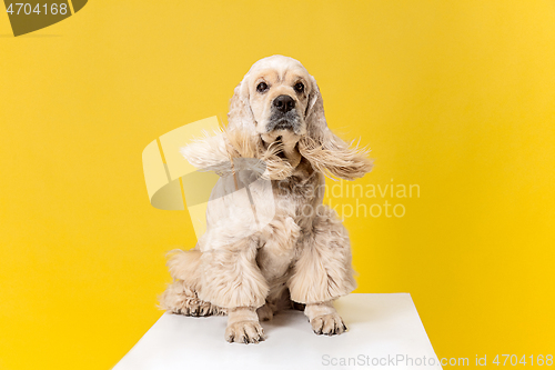 Image of Studio shot of american spaniel playing