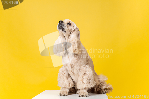 Image of Studio shot of american spaniel playing