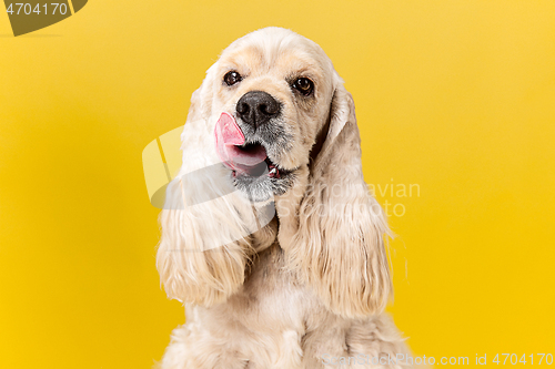 Image of Studio shot of american spaniel playing