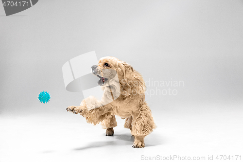 Image of Studio shot of american spaniel playing