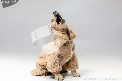 Image of Studio shot of american spaniel playing