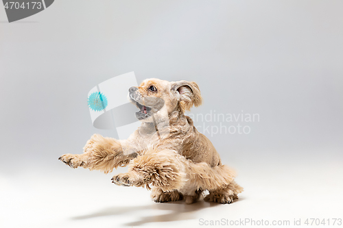 Image of Studio shot of american spaniel playing