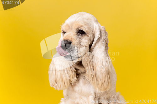 Image of Studio shot of american spaniel playing