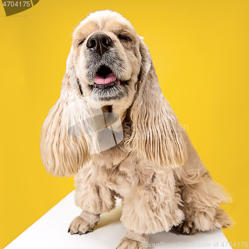 Image of Studio shot of american spaniel playing