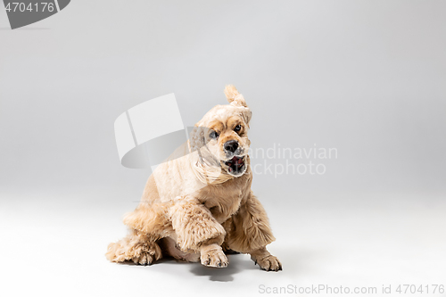 Image of Studio shot of american spaniel playing