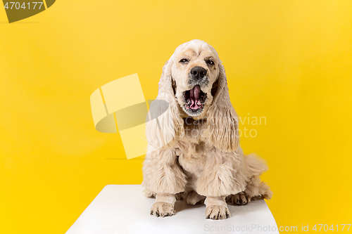 Image of Studio shot of american spaniel playing