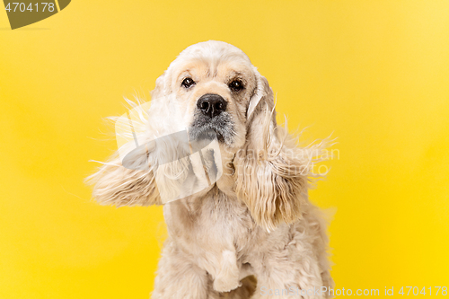 Image of Studio shot of american spaniel playing