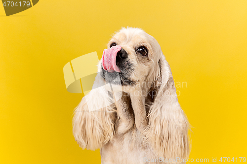 Image of Studio shot of american spaniel playing