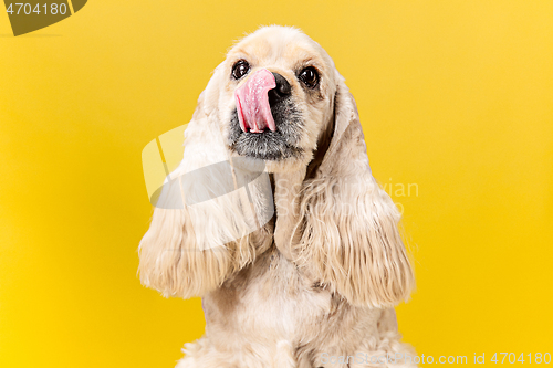 Image of Studio shot of american spaniel playing