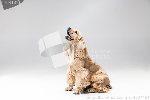 Image of Studio shot of american spaniel playing